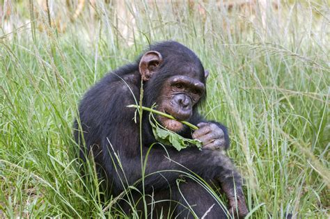 What Do Chimpanzees Eat