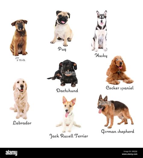 Different Breeds Of Dogs Stock Photo Alamy