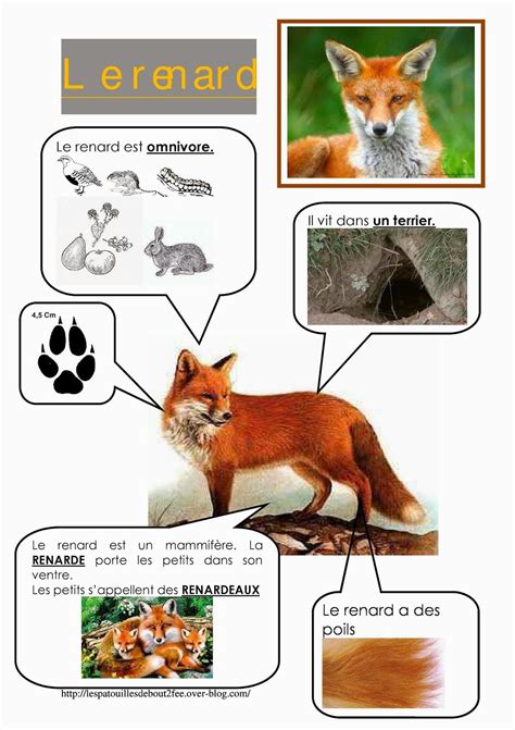 Images classifiées et nomenclatures pour travailler sur les animaux de la forêt : Épinglé sur Erdei állatok/Forest animals