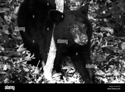 american black bear cub seen along skyline drive in shenandoah national park virginia stock