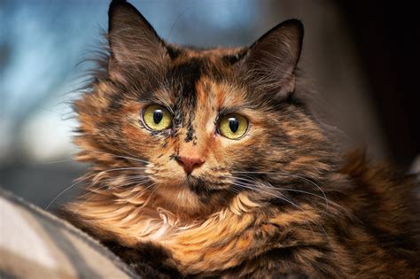 We don't know why you're reporting something, so, please, message us. Tortoiseshell Cat in Selective Focus Photography · Free ...