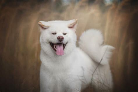 White Akita Facts Appearance Genetics And Pictures