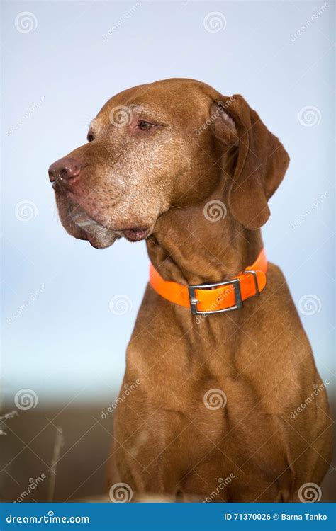 Pure Breed Vizsla Outdoors Portrait Stock Photo Image Of Pedigree