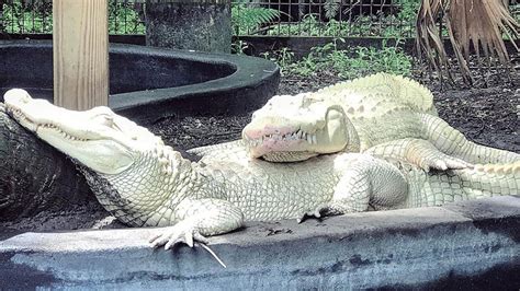 Nearly 20 Rare Albino Alligators Eggs May Hatch At Florida Animal Park
