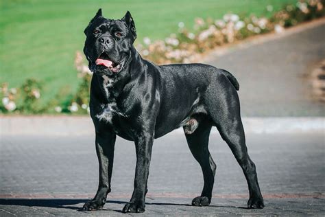 The Most Protective Dog Breeds We Love Animals