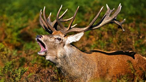 Red Deer Cervus Elaphus Woodland Trust