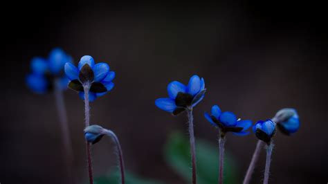 2560x1440 Plants Blue Flowers Nature Flowers Macro Wallpaper