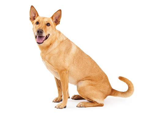 Carolina Dog Dixie Dingo Breed Info Pictures Facts And Traits Hepper