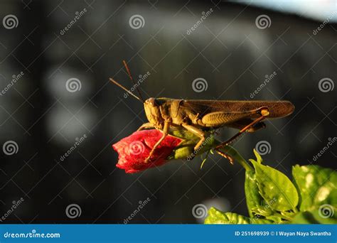 Grasshopper Perched On Hibiscus Flower Stock Image Image Of Wing