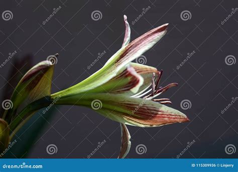 Star Lilly Flower Stock Photo Image Of Beauty Botanic 115309936