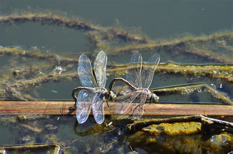 Pin On Pretty Dragonfly