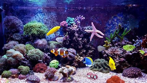 Marine Reef Tank Stocking Guide Compatibility And Selection Saltwater