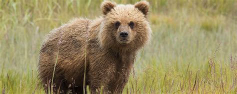 Victory Court Upholds Obama Era Protections For Alaskas Brown Bears