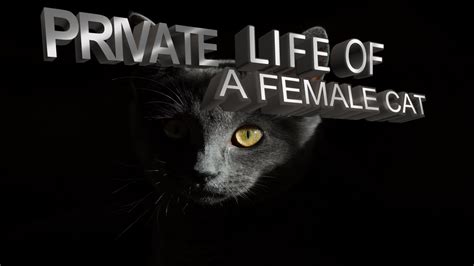 Private Life Of A Cat Study Of A Female Cat Documentary Youtube