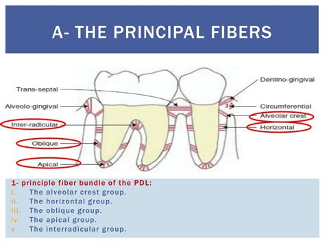 Ppt Periodontium Powerpoint Presentation Free Download Id1993817