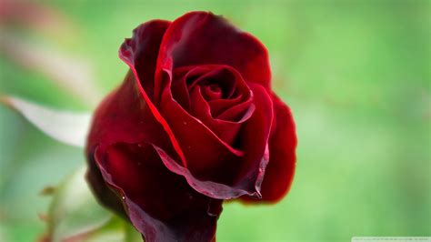 Supreme mother nature of us all !!! Beautiful Rose Wallpapers HD - WallpaperSafari