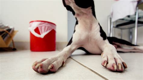 Why Do Dogs Chew Their Toes Exploring Canine Toe Chewing Behavior