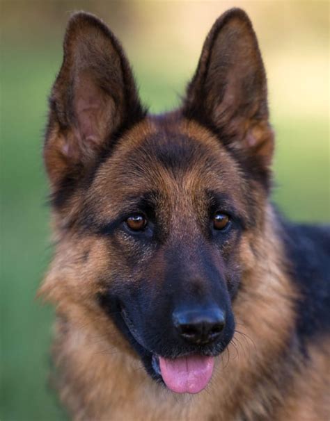Oc german shepherds oc german shepherds is located in southern california and has been a proud german german shepherd. German Shepherd Breeder In Northern California | Nadelhaus