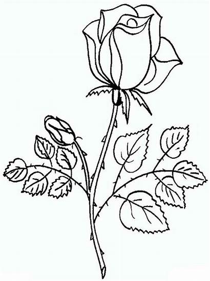 Coloring Rose Pages Flower Printable Flowers Colors