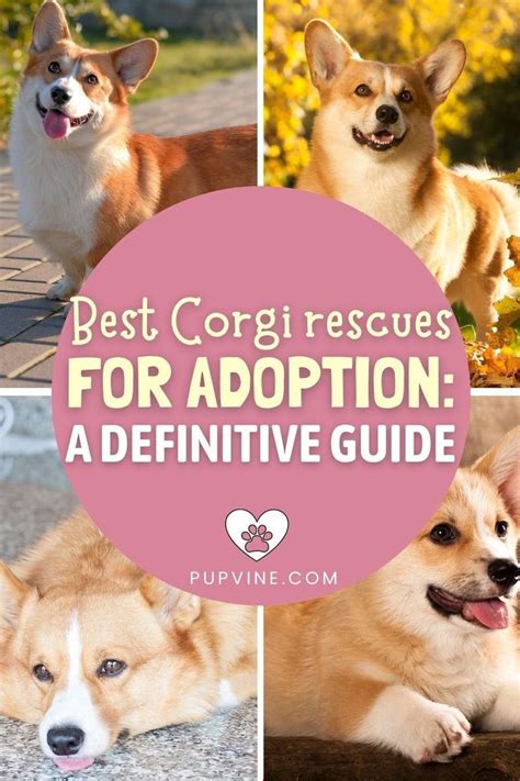 Collage Of Corgi Images With The Words Best Corgi Rescues For Adoption