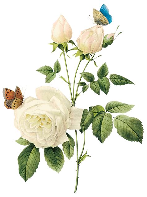 Download White Roses Png Image For Free