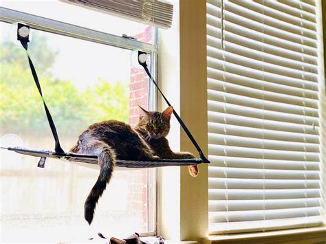 7 Diy Cat Window Perches With No Screws You Can Make Today With