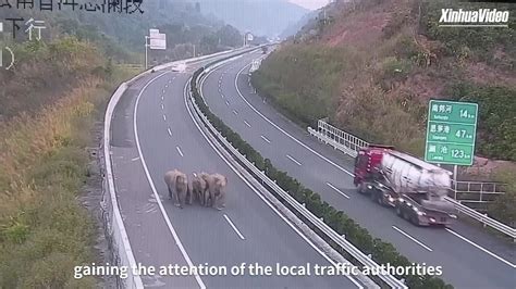 Wild Elephants Roam Across Yunnan Highway Youtube