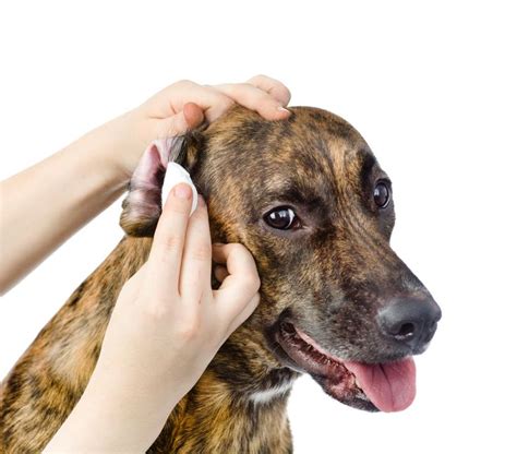 Ear Infections Are Common In Cats And Dogs Owners Often Want A Quick