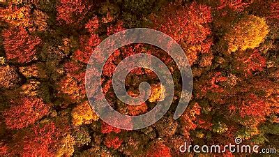 Looking Down On Amazingly Beautiful Autumn Colors Forests Trees Aerial