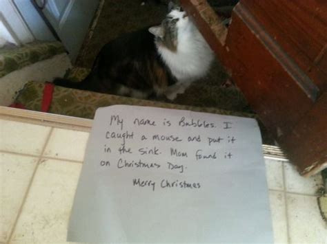 Cat Shaming Cat Shaming Catch A Mouse Shame