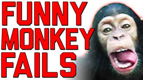 Ever Hear The Saying More Fun Than A Barrel Of Monkeys