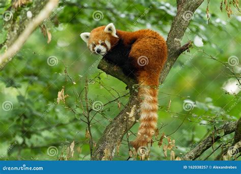 Red Panda On The Tree Stock Image Image Of Funny Fulgens 162038257