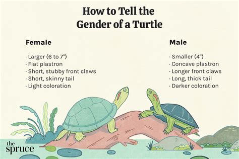 How To Tell The Gender Of A Turtle
