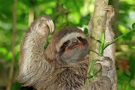 Brown Throated Three Toed Sloth Bradypus Variegatus Photos Framed