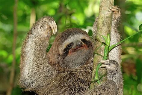 Brown Throated Three Toed Sloth Bradypus Variegatus Photos Framed Prints 1306105