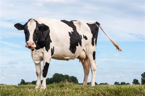 Black And White Spotted Cow Standing On Grass Stock Photo Image 50600748