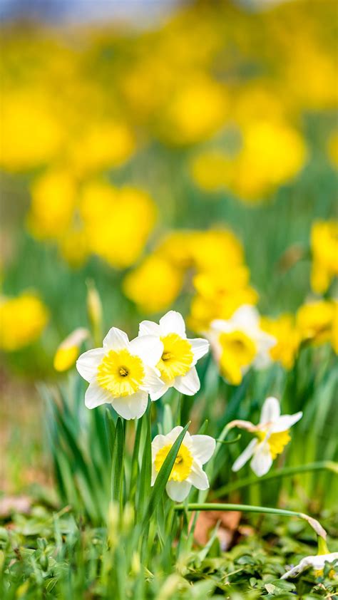 White Yellow Daffodils Flowers Field In Yellow Flowers Blur Background