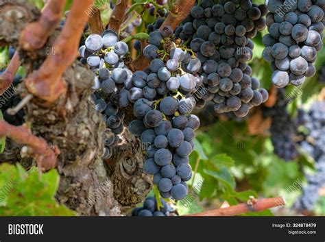Grapevine Berries Image And Photo Free Trial Bigstock