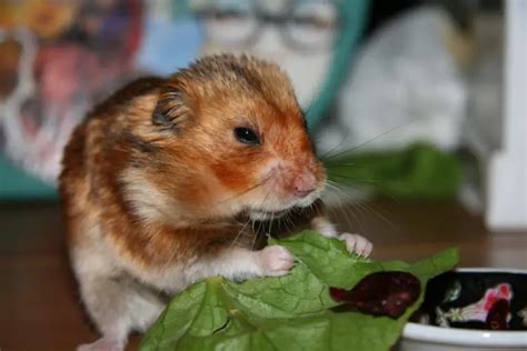 Can Hamsters Eat Celery All You Need To Know About Hamster Food