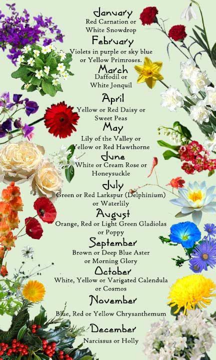 Discover The Birth Month Flowers And Flower Meanings Here Birth