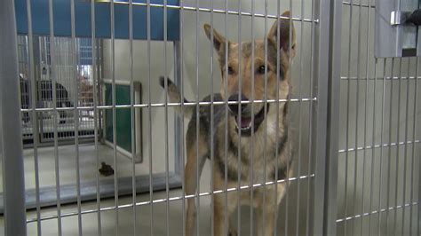 Kern County Animal Services Offering Limited Amount Of Pet Free
