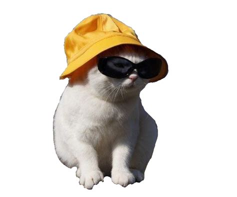 Aesthetic Cat Png
