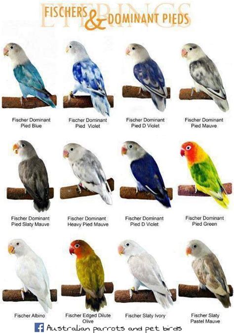 Australian Parrots And Pet Birds