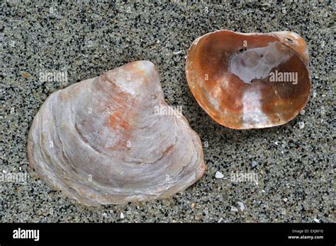 Saddle Oyster Jingle Shell Anomia Ephippium Washed On Beach Stock
