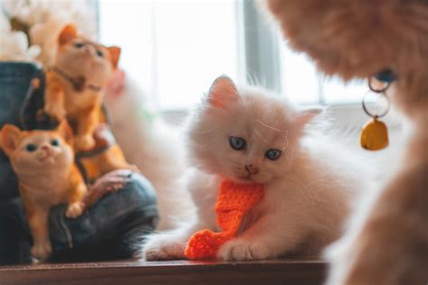 Cute Kitten Pictures Download Free Images On Unsplash