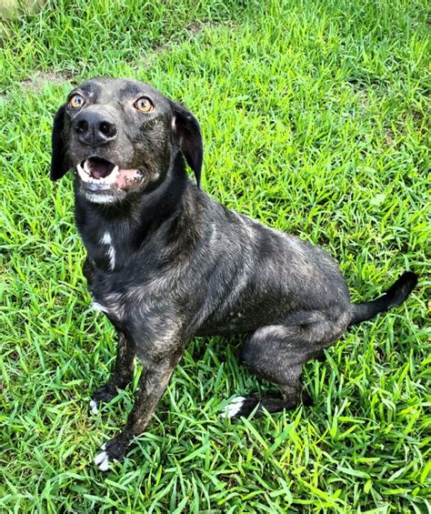 You can also shoot us a text or stop by for a visit to learn more about adoption agency services in. Dog for adoption - Eve, a Weimaraner Mix in Houston, TX ...