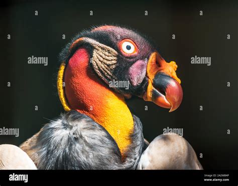 King Vulture Head Close Up Stock Photo Alamy