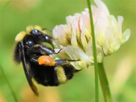 Yellow Faced Bumble Bee Bombus Vosnesenskii Smithsonian Photo