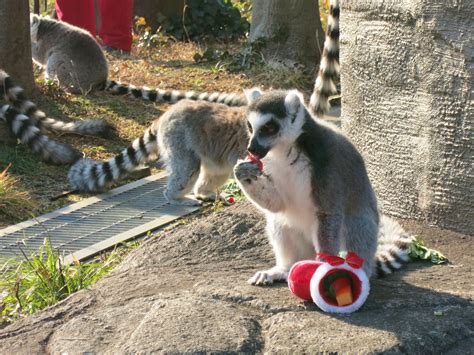 Include (or exclude) self posts. 上野動物園の動物たちにクリスマスのプレゼント! | 上野 ...