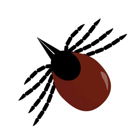 Black Legged Tick Illustrations Royalty Free Vector Graphics And Clip
